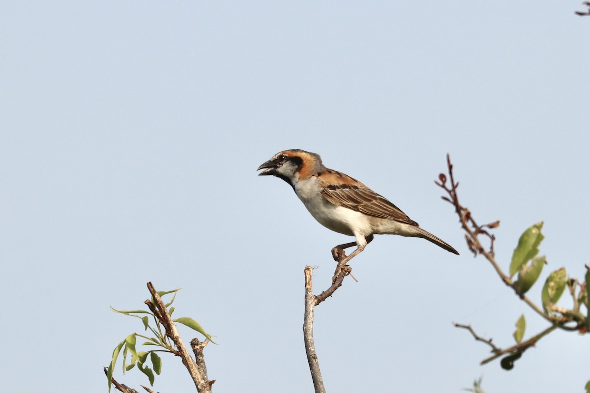 Shelley's Rufous Sparrow - ML613023361