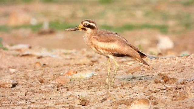 Great Thick-knee - ML613023398