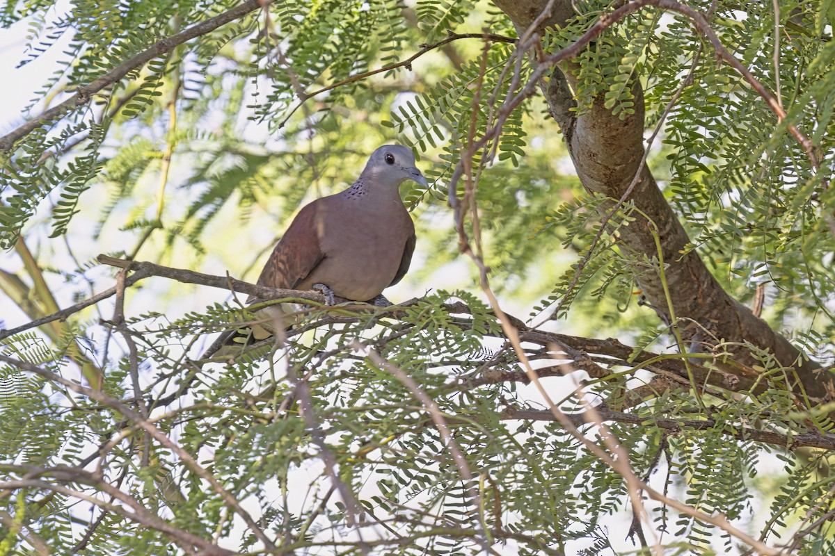 Malagasy Turtle-Dove - ML613023675