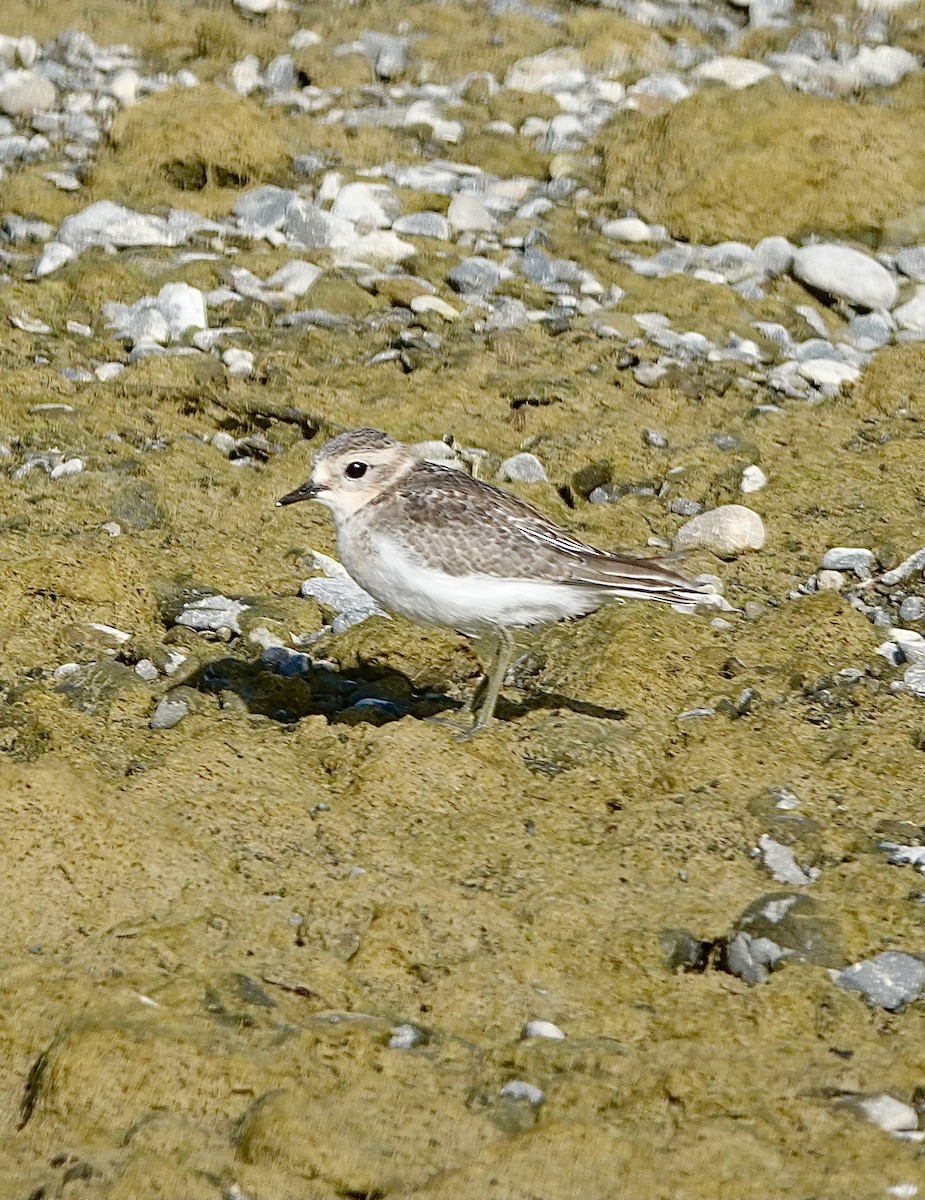 Double-banded Plover - ML613023841