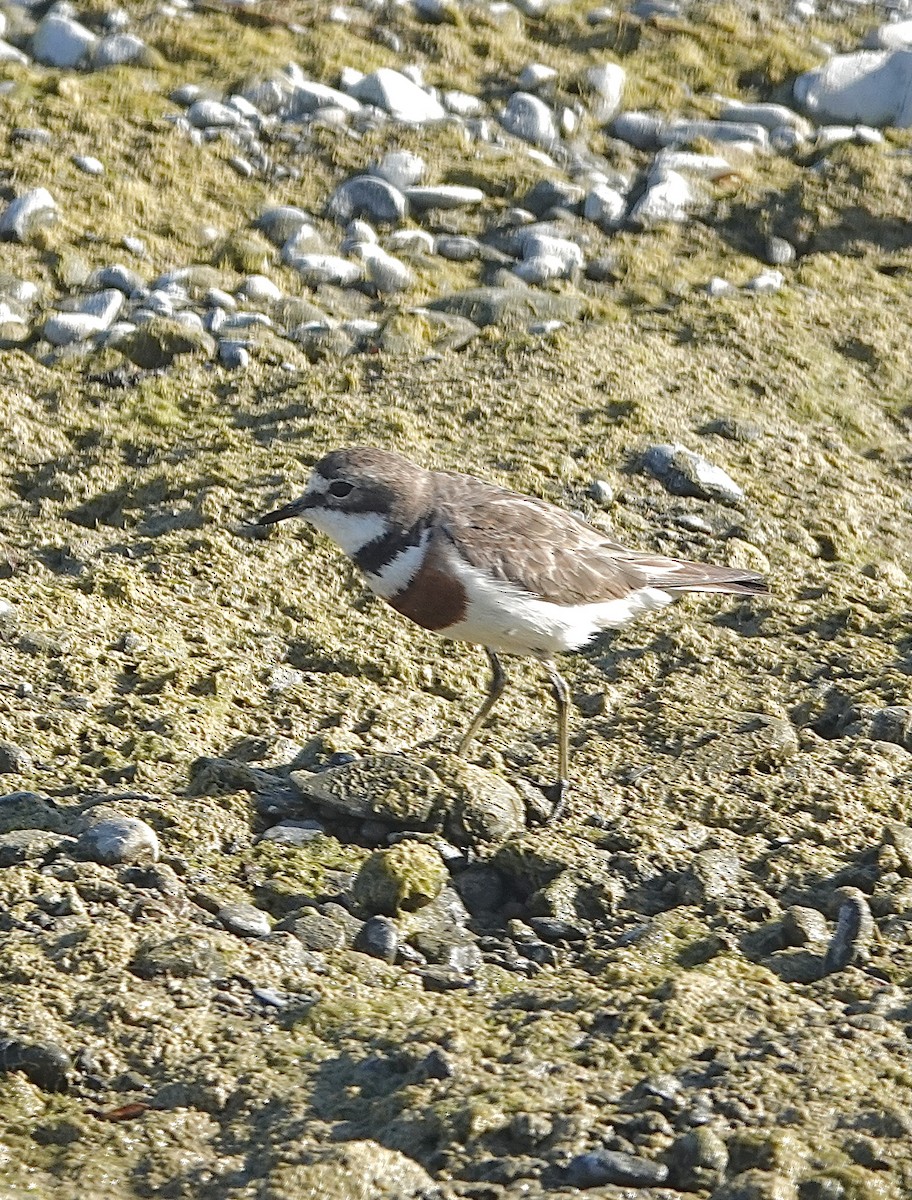 Double-banded Plover - ML613023844