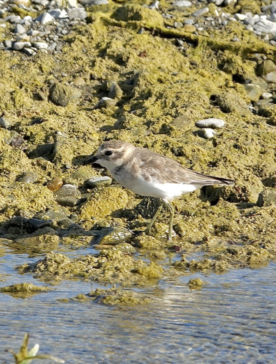 Double-banded Plover - ML613023845