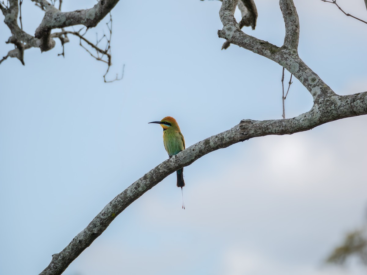 Rainbow Bee-eater - ML613024083