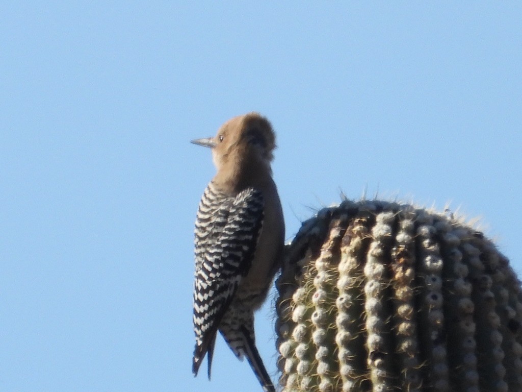 Gila Woodpecker - ML613024111