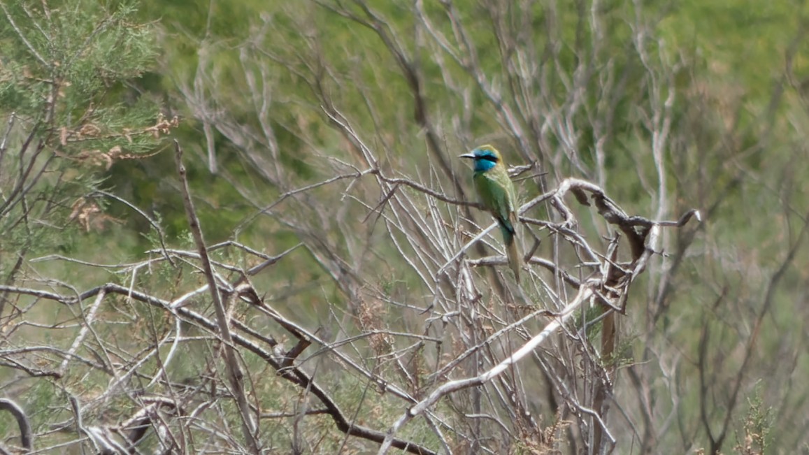 Arabian Green Bee-eater - ML613024231