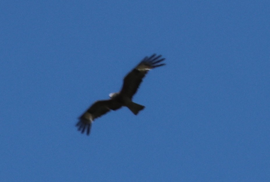 Square-tailed Kite - ML613024377