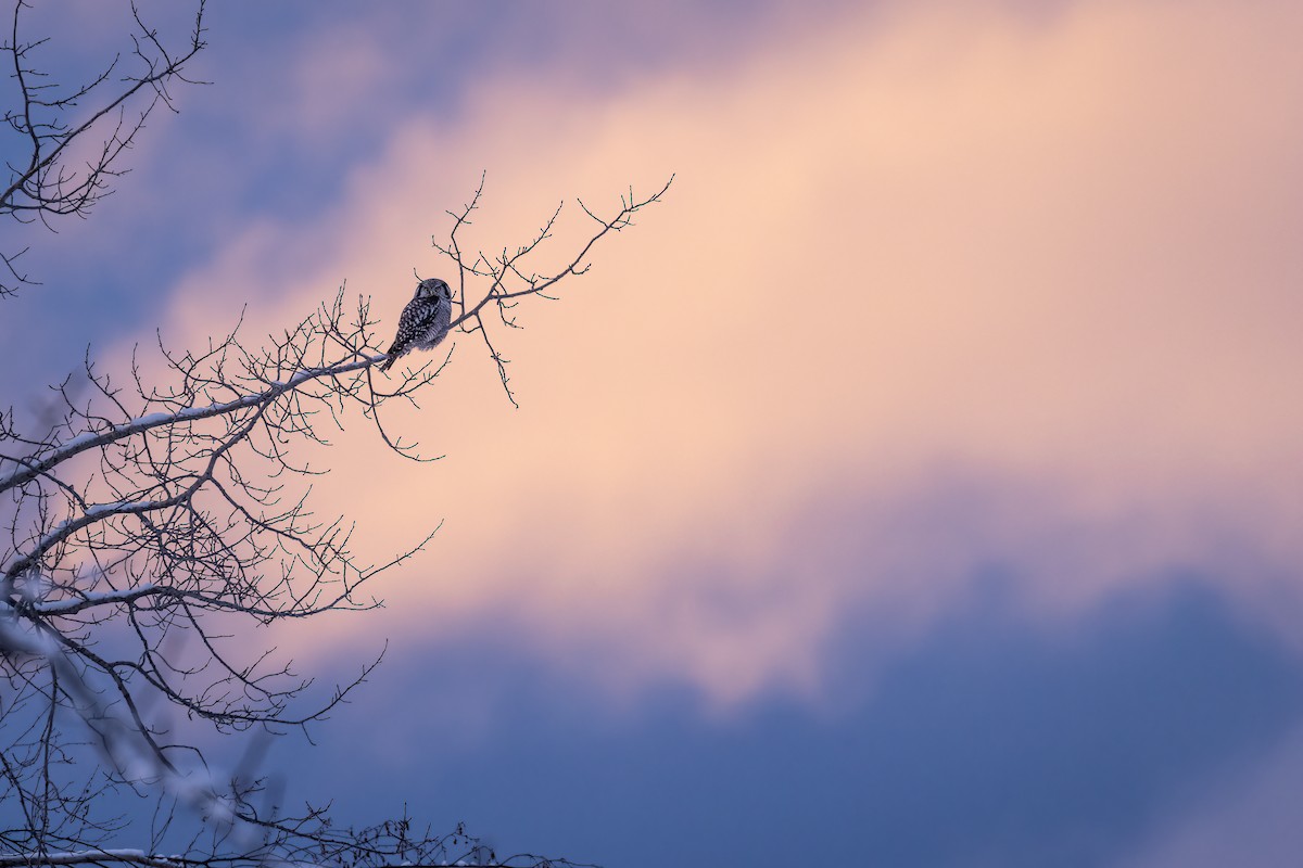 Northern Hawk Owl (American) - ML613024400