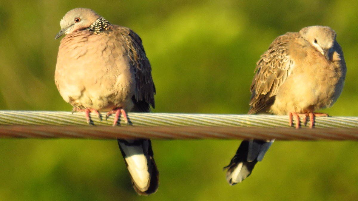 Spotted Dove - ML613024676