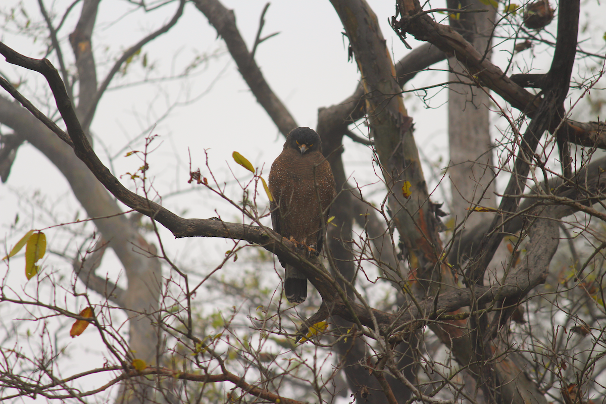 Crested Serpent-Eagle - ML613025237