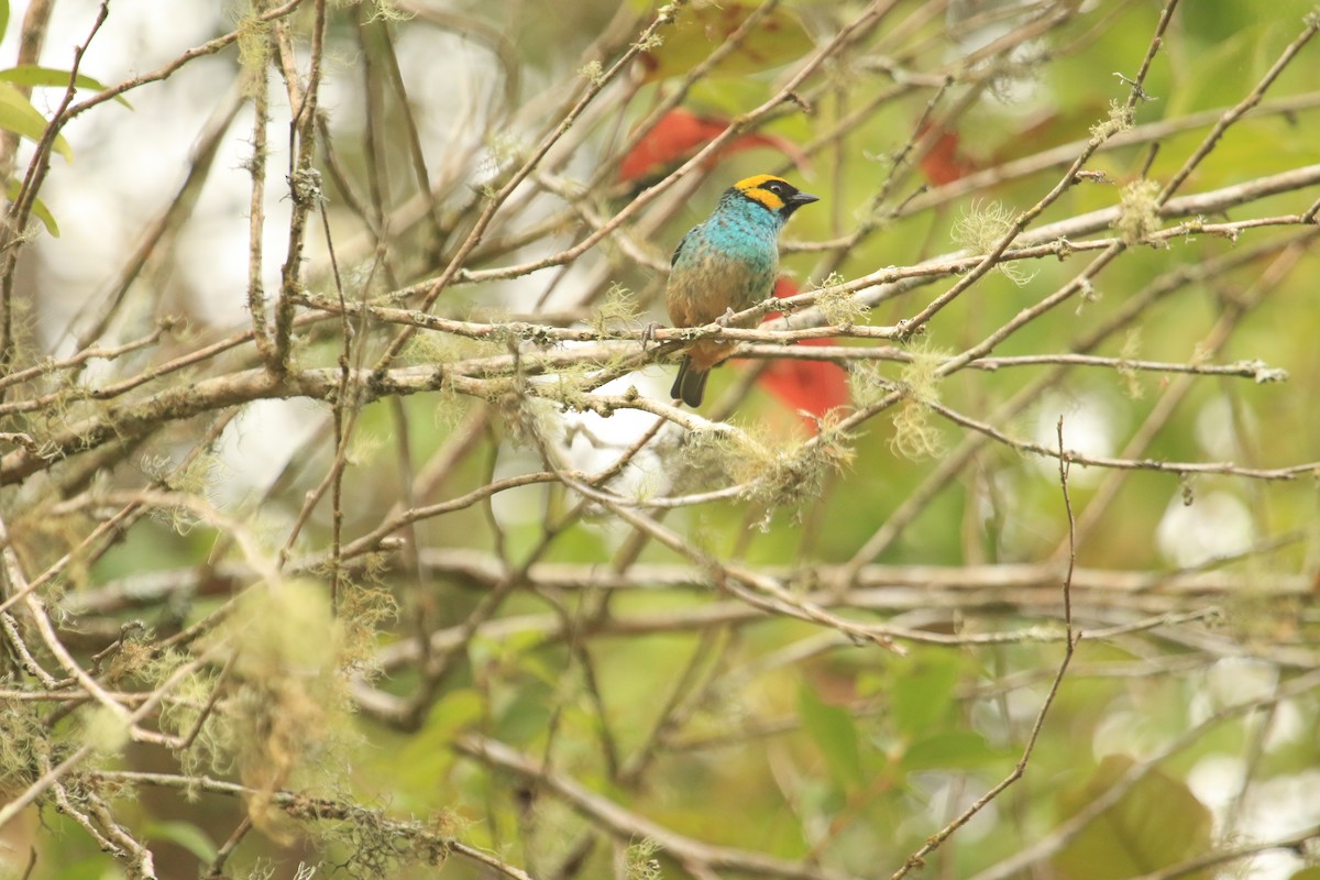 Saffron-crowned Tanager - ML613025966