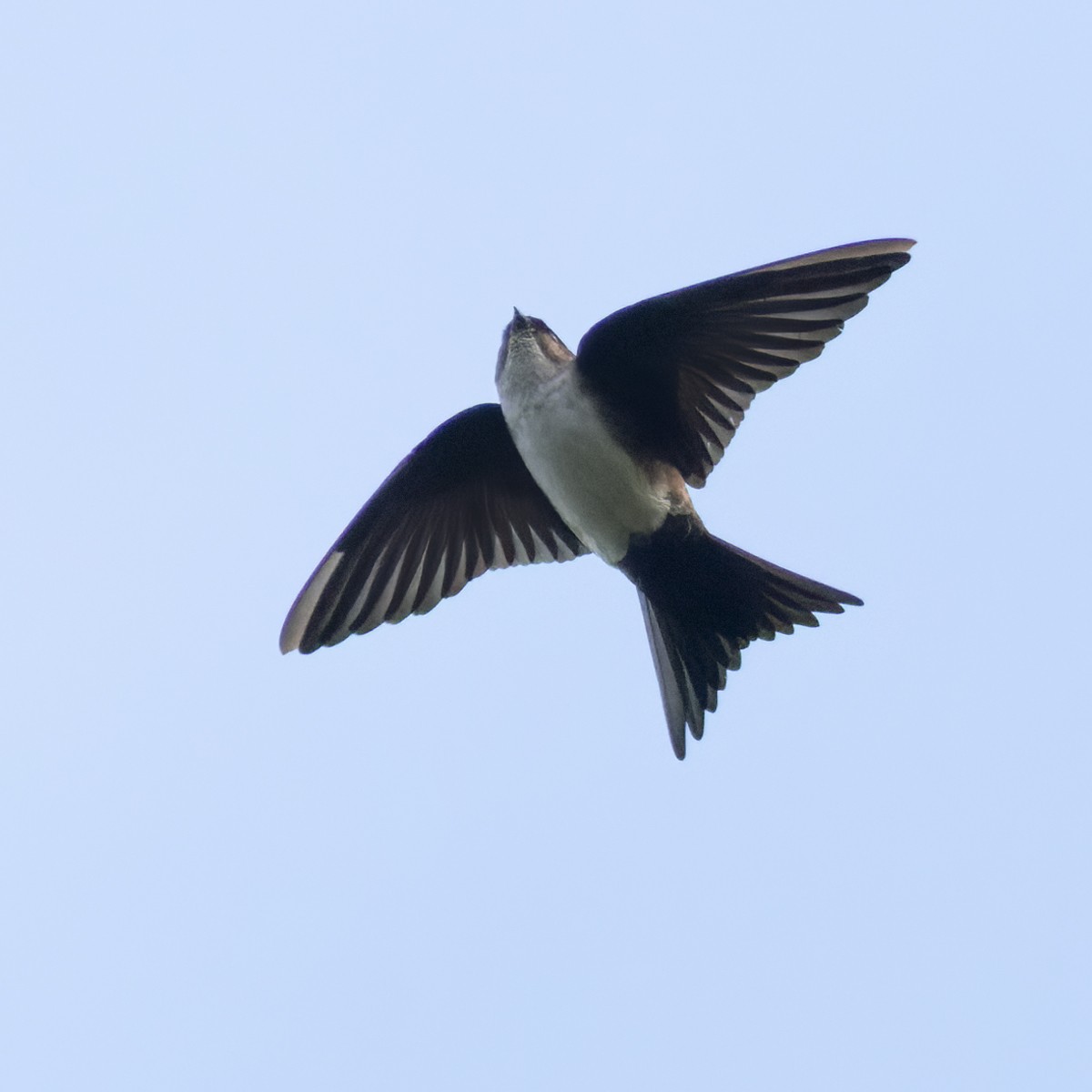 Black-capped Swallow - ML613026268