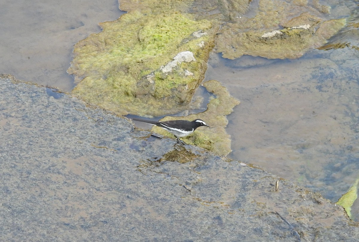 White-browed Wagtail - ML613026393