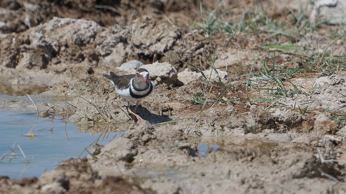 Three-banded Plover - ML613026458