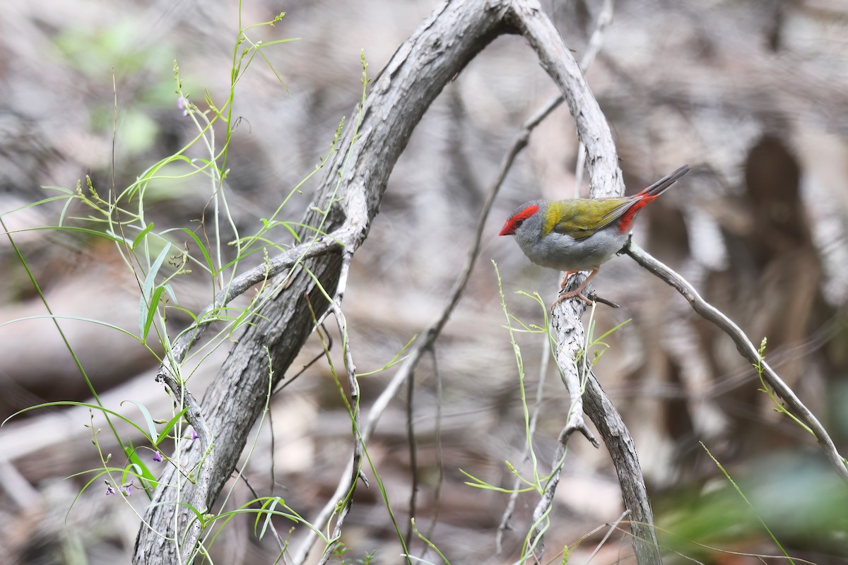 Red-browed Firetail - ML613026625