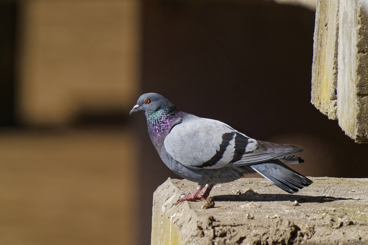 Rock Pigeon (Feral Pigeon) - ML613026633