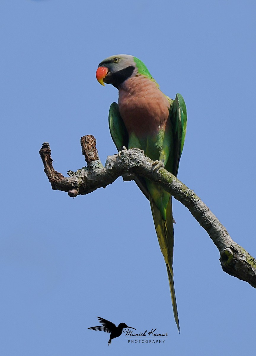 Red-breasted Parakeet - Manish Kumar
