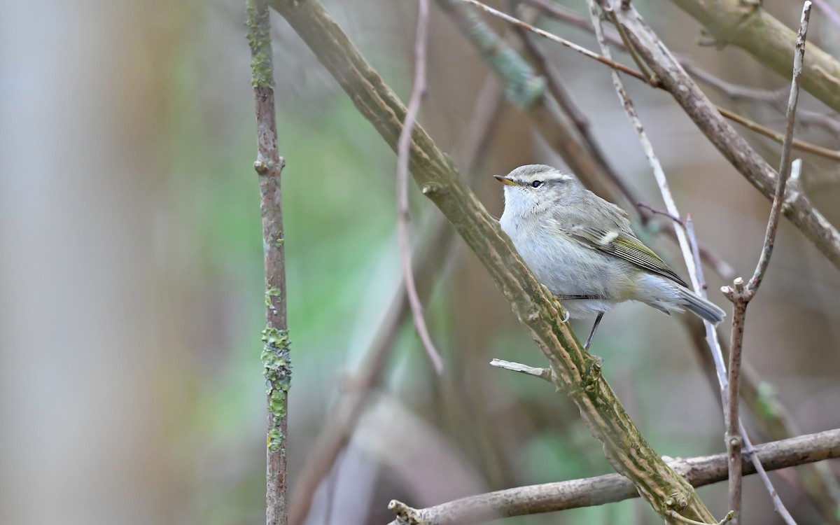 Hume's Warbler - ML613026927