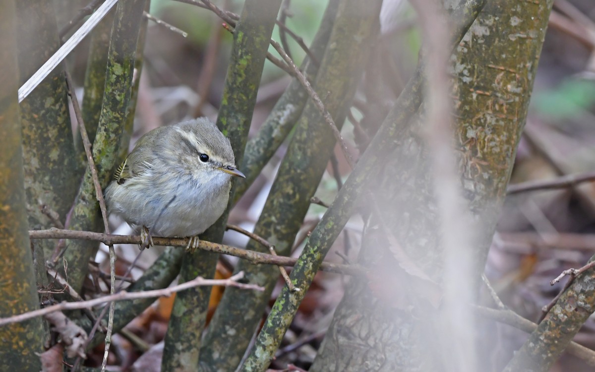 Hume's Warbler - ML613026928