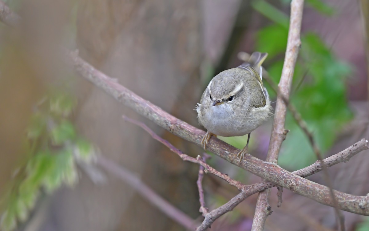 Hume's Warbler - ML613026931