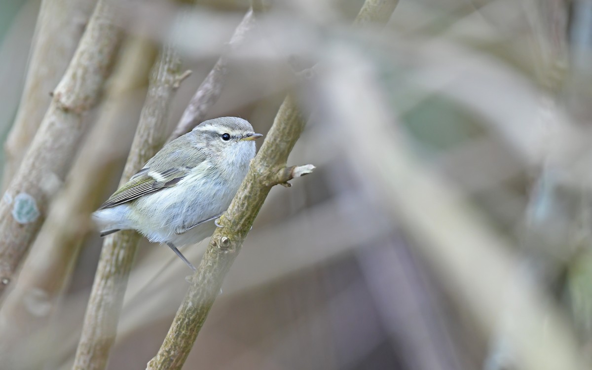 Hume's Warbler - ML613026933