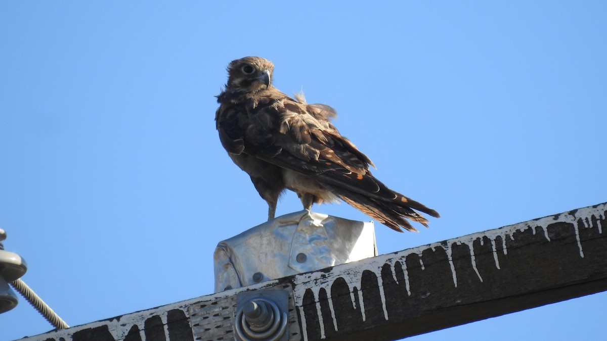 Ebird Checklist - 3 Jan 2024 - Bowenville Norwin Road, Norwin 