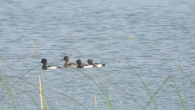Tufted Duck - ML613027143
