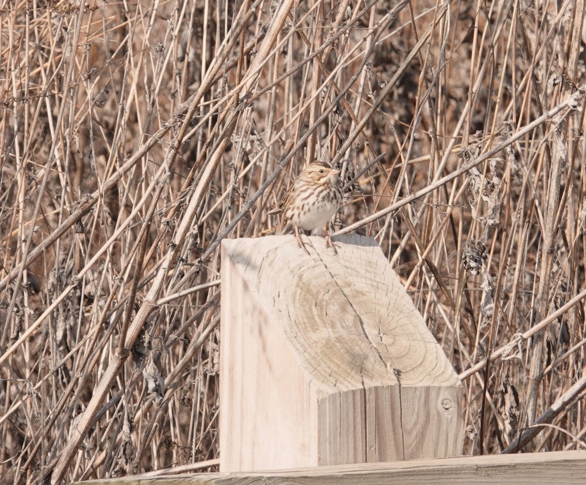 Savannah Sparrow - ML613027753