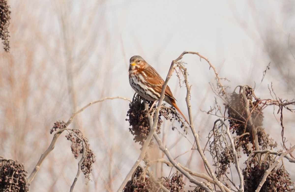 Fox Sparrow (Red) - ML613027759