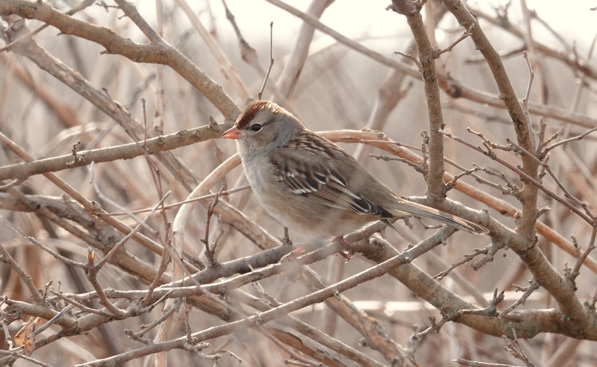 White-crowned Sparrow - ML613027767