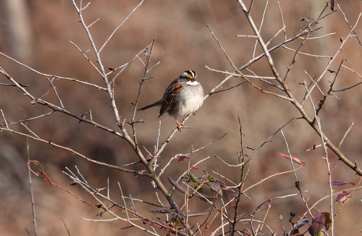 White-throated Sparrow - Barbara Blevins