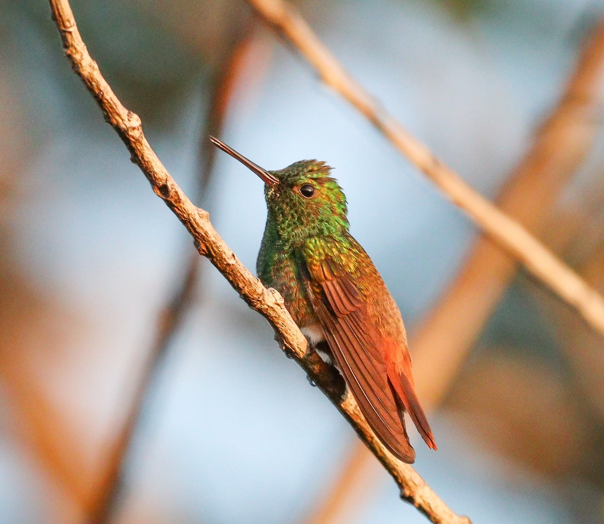 Copper-tailed Hummingbird - ML613027860