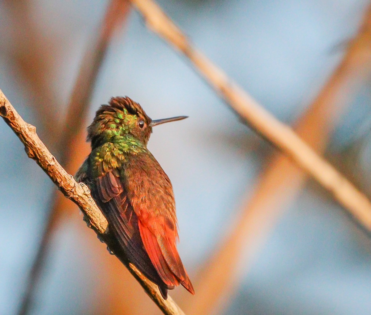 Copper-tailed Hummingbird - ML613027865