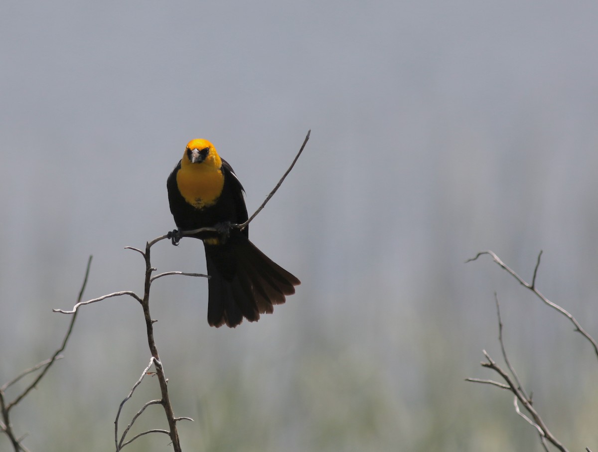 Yellow-headed Blackbird - ML613027938