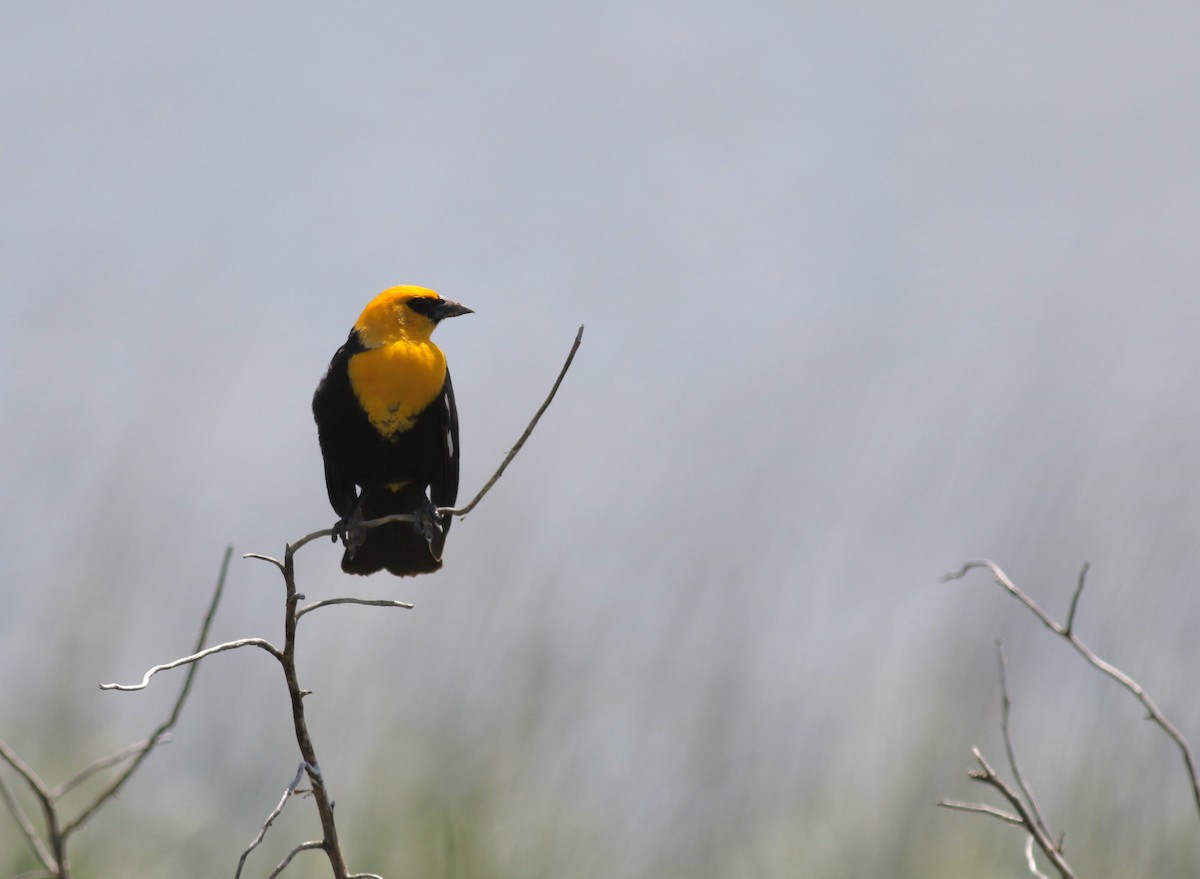 Yellow-headed Blackbird - ML613027940