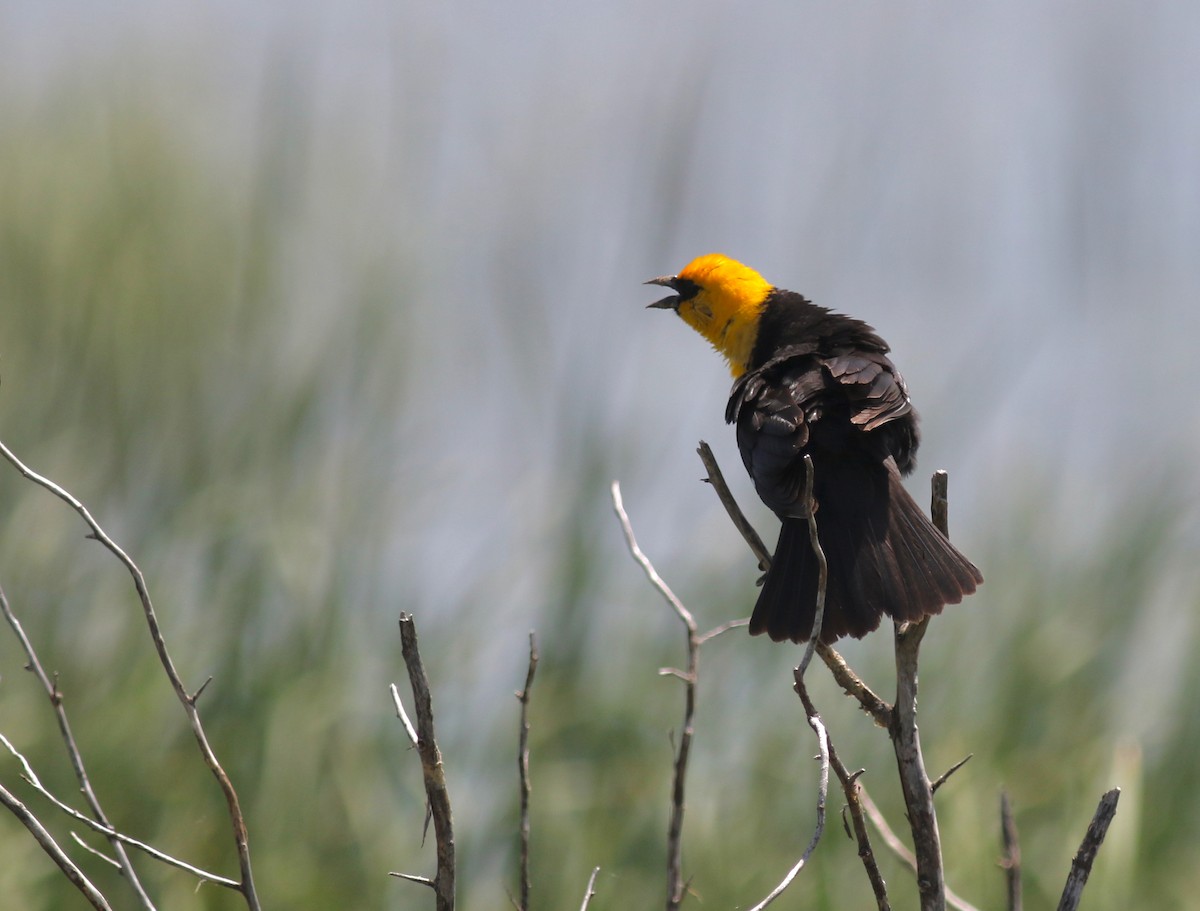Yellow-headed Blackbird - ML613027941