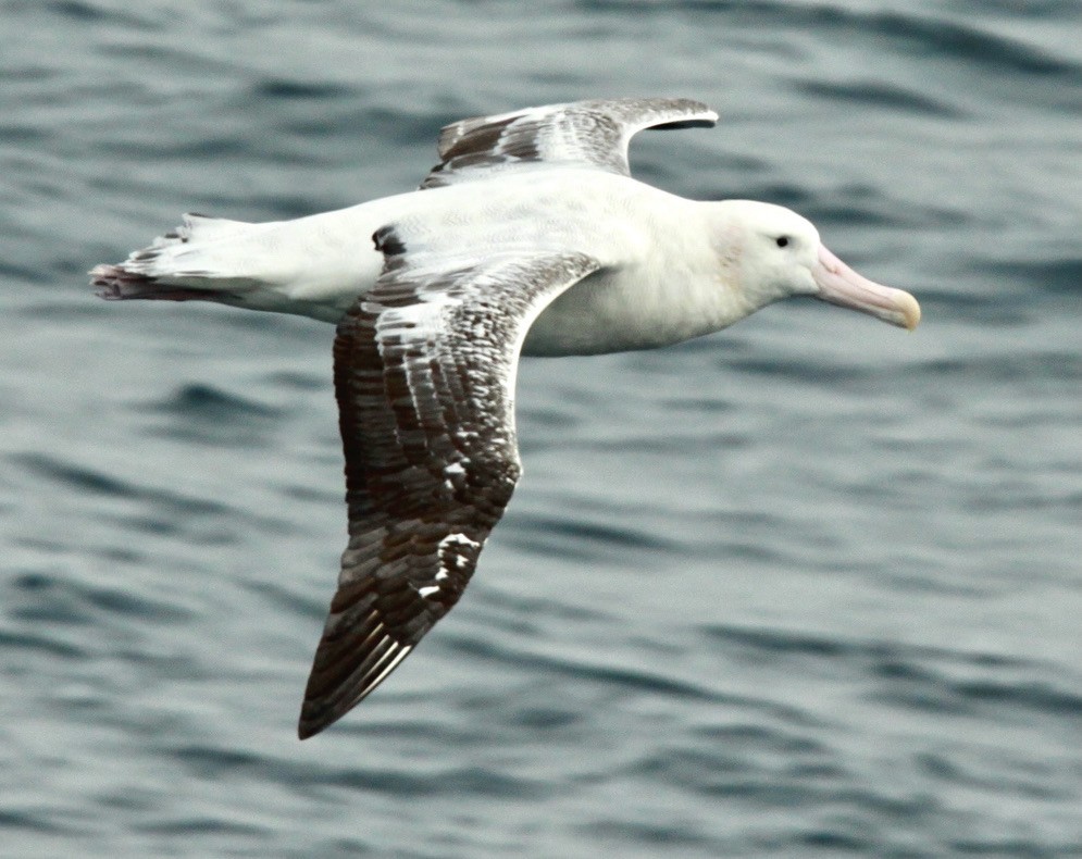 Snowy Albatross - ML613028189