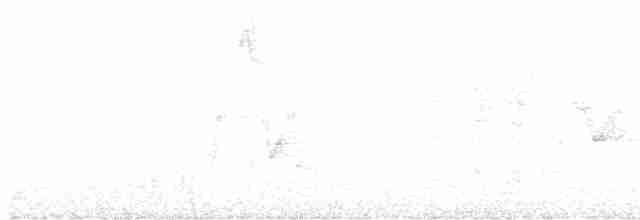 White-eared Monarch - ML613028296
