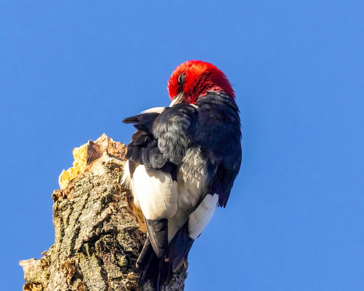 Pennsylvania Bird Atlas Checklist 2 Jan 2024 Hopewell Twp Park   1200