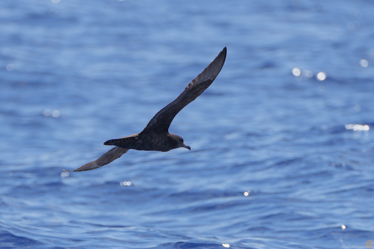 Flesh-footed Shearwater - ML613028760
