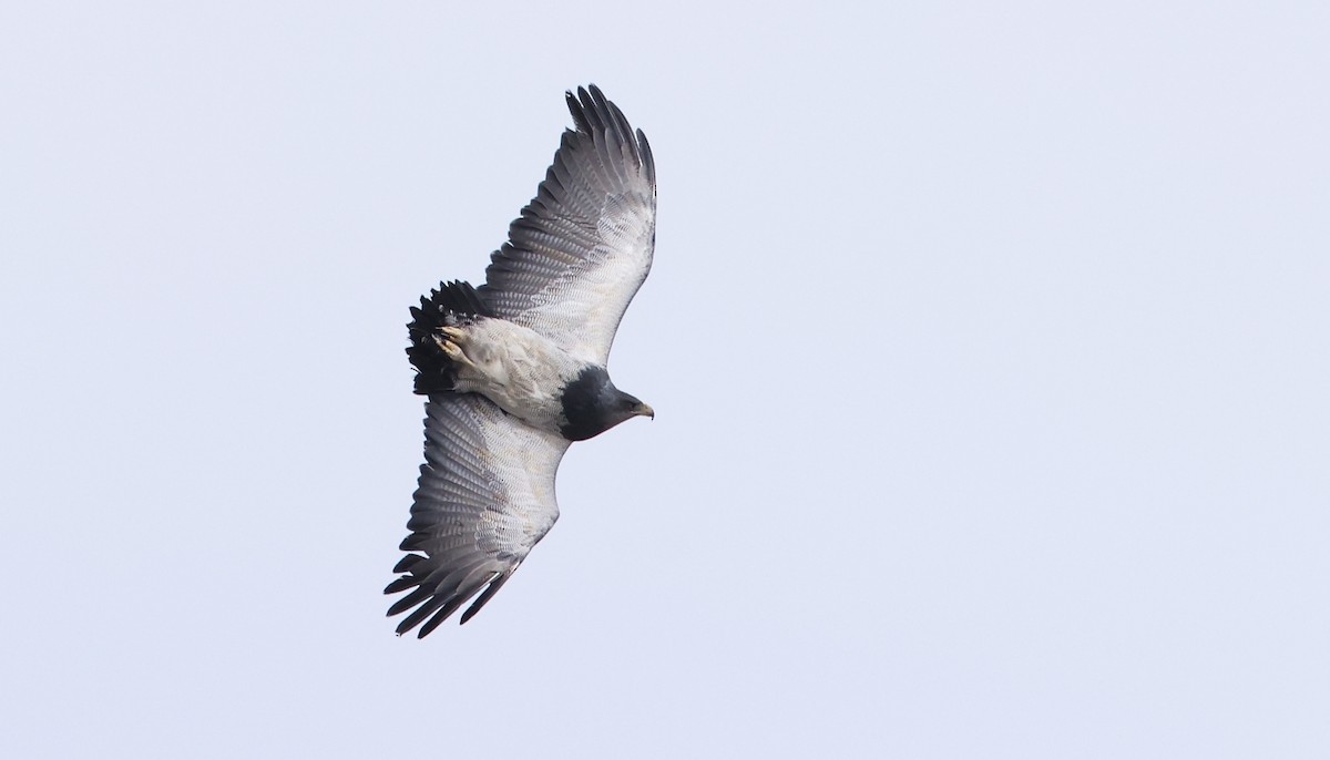Black-chested Buzzard-Eagle - Pavel Parkhaev