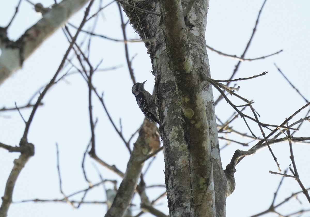 Gray-capped Pygmy Woodpecker - ML613028855