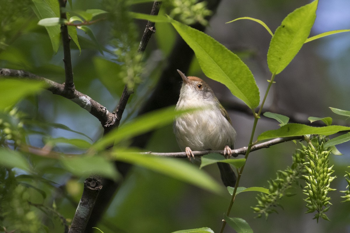 Common Tailorbird - Xu Shi
