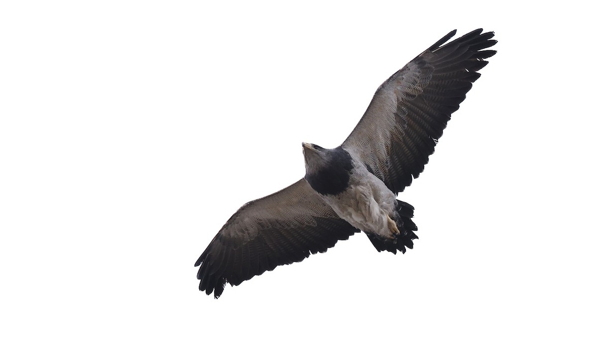 Black-chested Buzzard-Eagle - ML613029429
