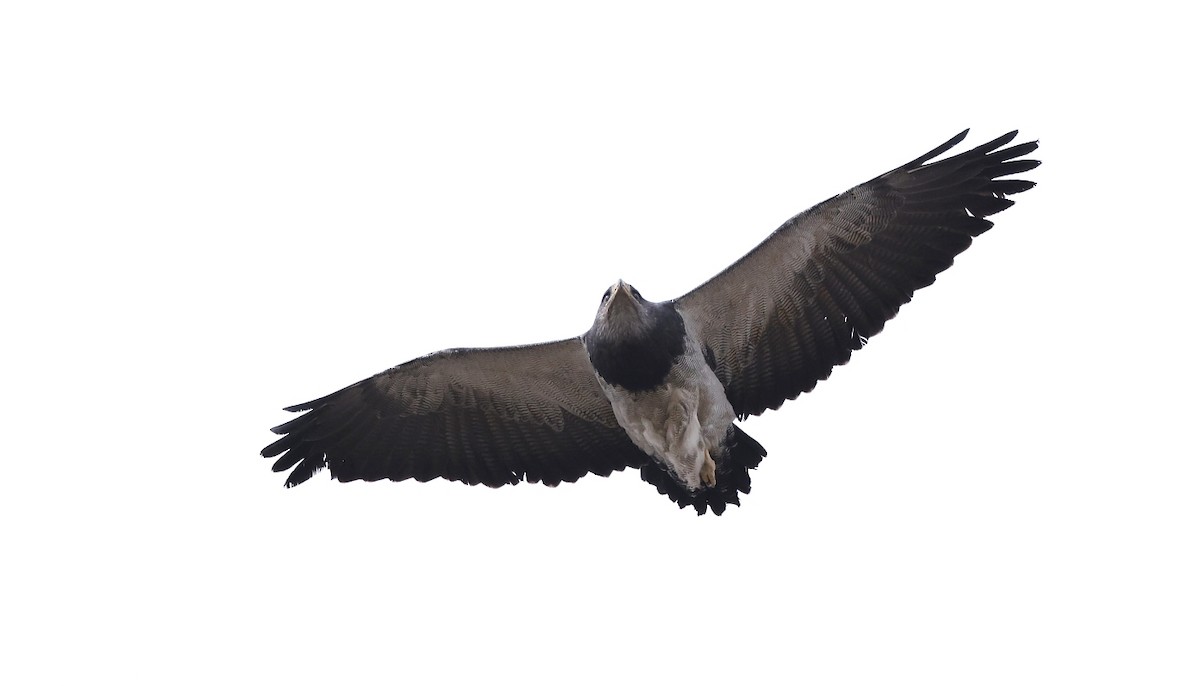 Black-chested Buzzard-Eagle - ML613029430