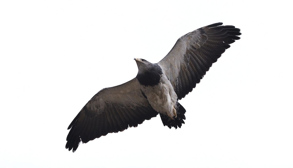 Black-chested Buzzard-Eagle - Pavel Parkhaev