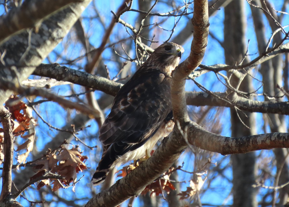 Red-shouldered x Red-tailed Hawk (hybrid) - ML613029789