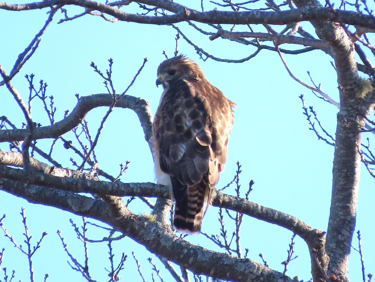 Red-shouldered x Red-tailed Hawk (hybrid) - ML613029801