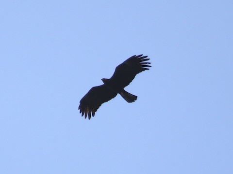 Verreaux's Eagle - eBird