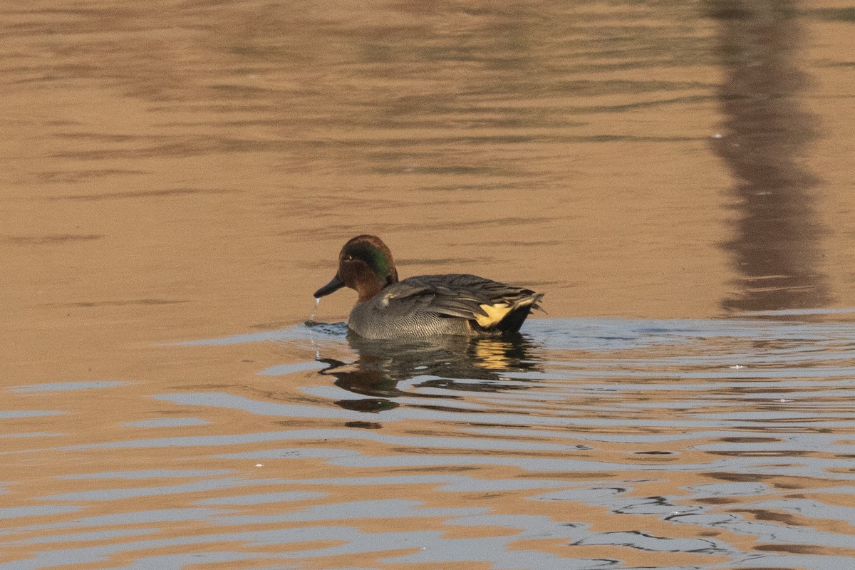 Green-winged Teal - ML613030407