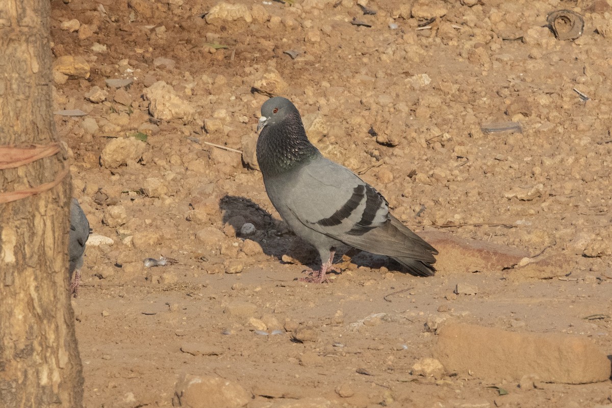 Rock Pigeon (Feral Pigeon) - ML613030427